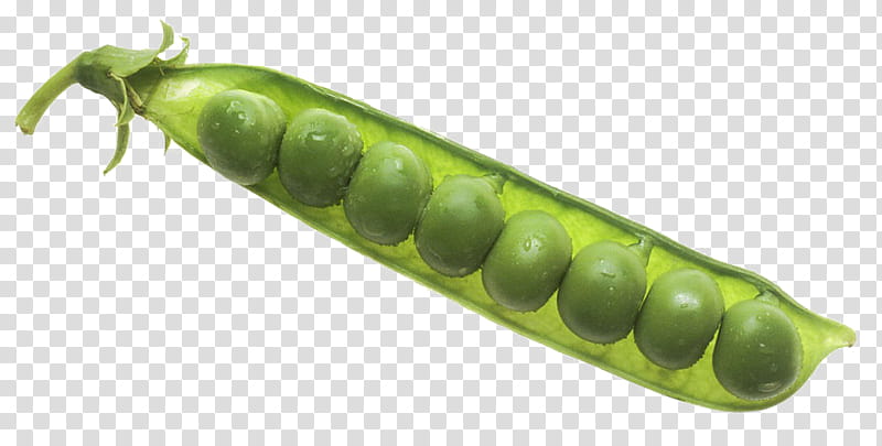 Larva, Snap Pea, Snow Pea, Green Pea, Vegetable, Pea Soup, Food, Fruit transparent background PNG clipart