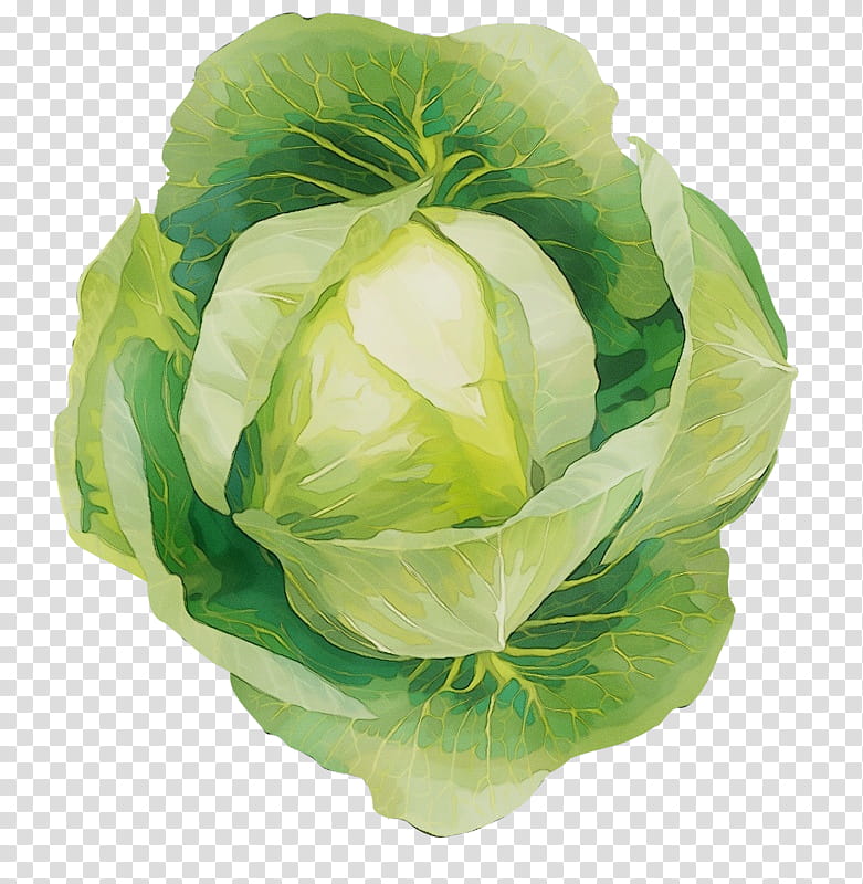 cabbage vegetable flower iceburg lettuce leaf vegetable, Watercolor, Paint, Wet Ink, Wild Cabbage, Plant, Cruciferous Vegetables transparent background PNG clipart