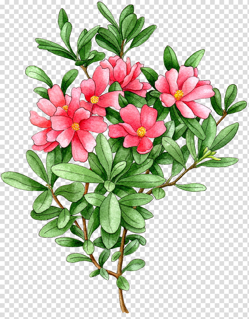 Flowers, Plants, Cut Flowers, Floral Design, Common Purslane, Petal, Impatiens, Chinese Peony transparent background PNG clipart