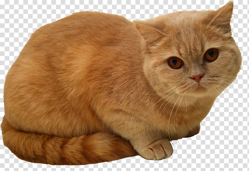 High Quality  Cats , orange cat transparent background PNG clipart