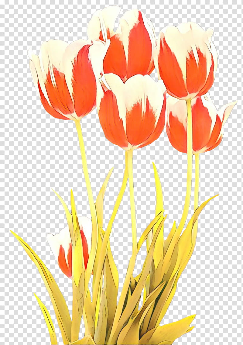 flower tulip petal plant lady tulip, Cut Flowers, Plant Stem, Coquelicot transparent background PNG clipart