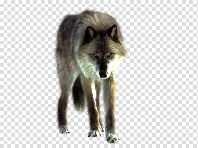 Wolf, brown and white fox transparent background PNG clipart