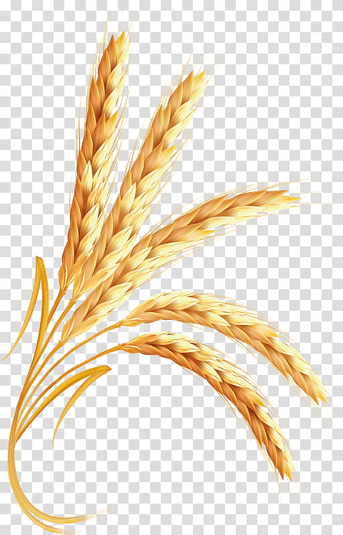 Wheat, Emmer, Cereal, Barley, Common Wheat, Einkorn Wheat, Ear, Grain transparent background PNG clipart