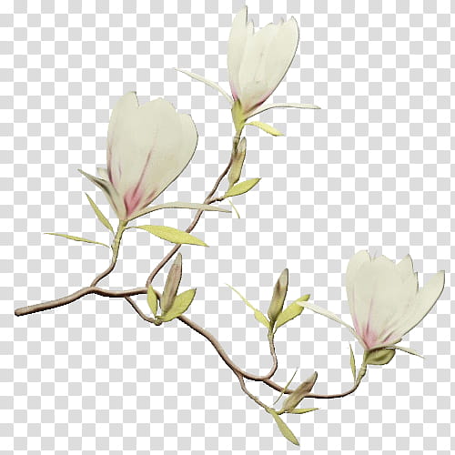 Family Tree, Southern Magnolia, Chinese Magnolia, Magnolia Delavayi, Sweetbay Magnolia, Magnolia Family, Star Magnolia, Shrub transparent background PNG clipart