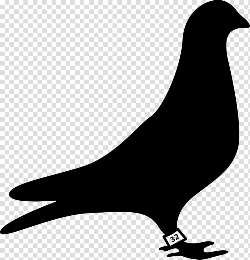 Bird Silhouette, Pigeons And Doves, Homing Pigeon, Pigeon Racing, Beak, Black And White
, Wing, Tail transparent background PNG clipart