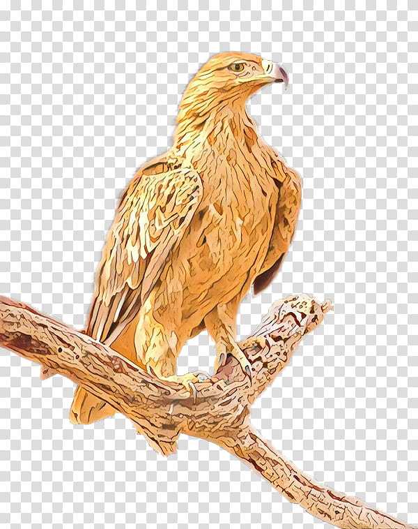Golden, Eagle, Beak, Feather, Bird, Kite, Bird Of Prey, Accipitridae transparent background PNG clipart