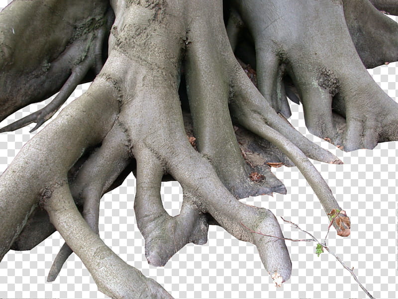 Tree Trunks and Roots s, gray tree roots transparent background PNG clipart