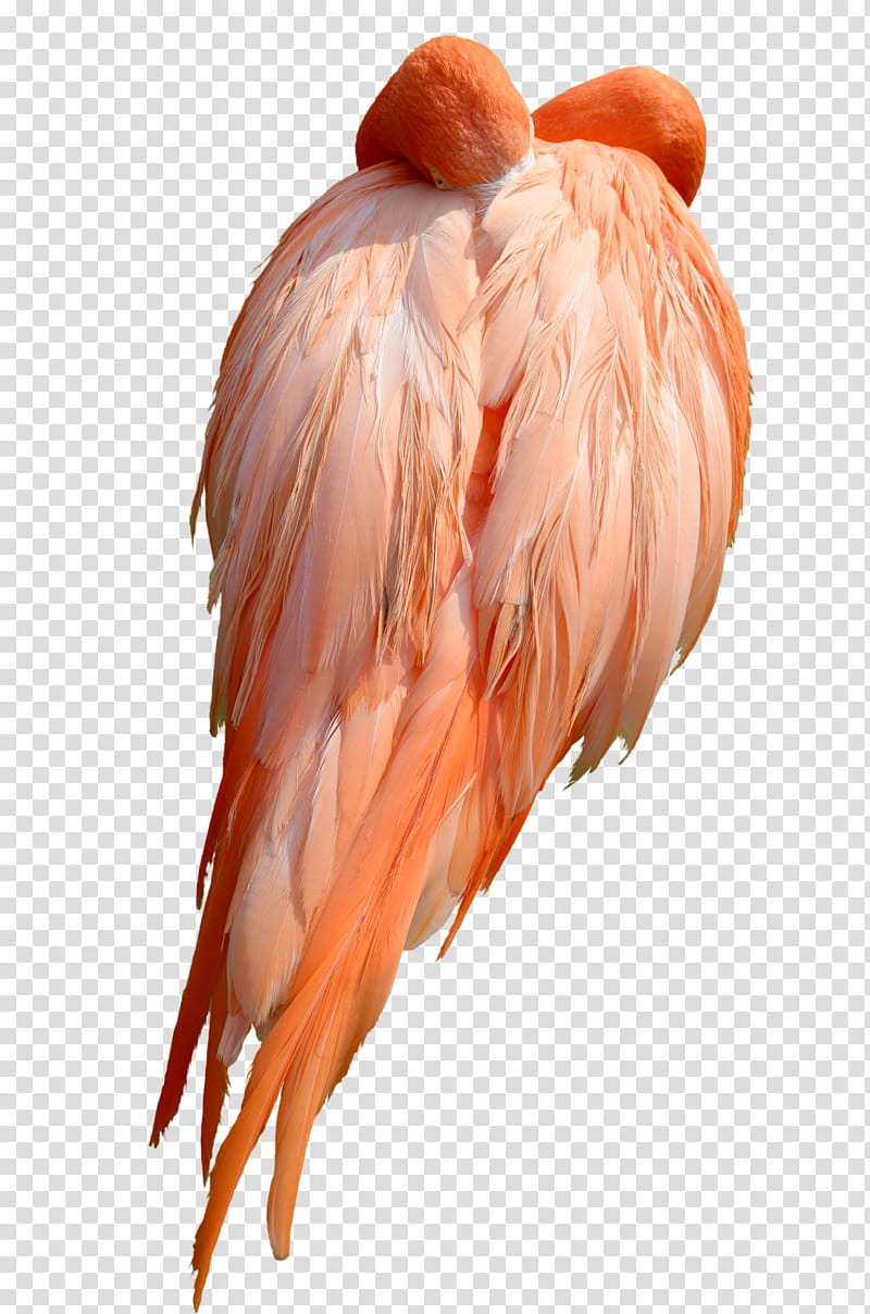 Sleeping Pink Flamingo Wings  transparent background PNG clipart