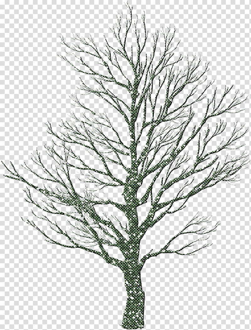 tree white pine yellow fir lodgepole pine red pine, Shortleaf Black Spruce, Branch, Red Juniper, Jack Pine, Oregon Pine, River Juniper, Plant transparent background PNG clipart