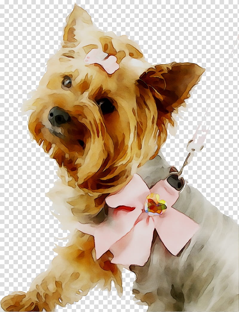 Dog, Yorkshire Terrier, Puppy, Dog Grooming, Dog Groomer, Pet, Companion Dog, Mug transparent background PNG clipart