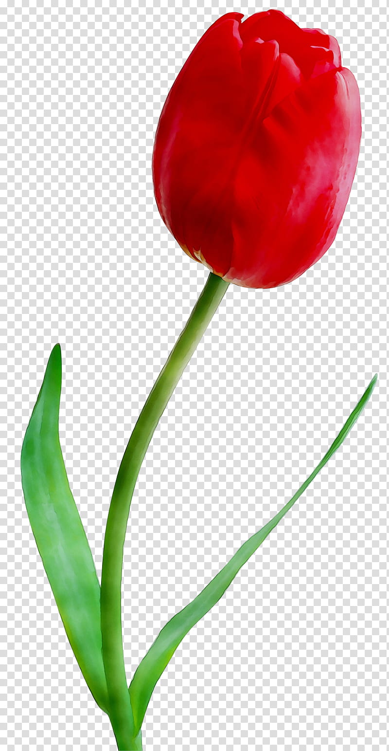 Flowers, Tulip, Lily, Calla Lily, Cut Flowers, Plant Stem, Bud, Petal transparent background PNG clipart