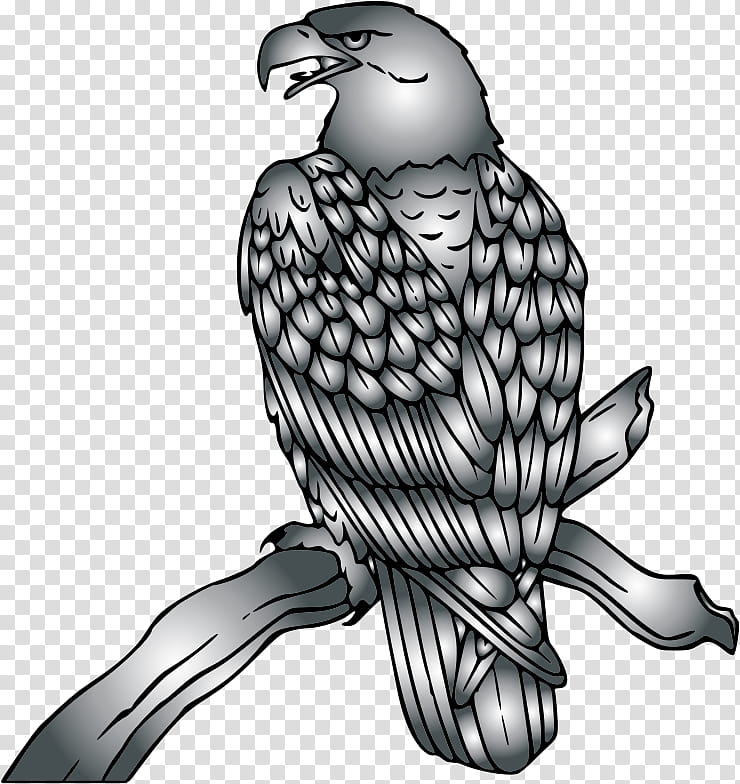 Bird Line Drawing, Bald Eagle, Hawk, Line Art, Beak, Peregrine Falcon, Kite, Bird Of Prey transparent background PNG clipart