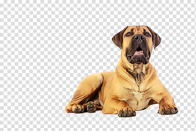 Fila Brasileiro Images  Free Photos, PNG Stickers, Wallpapers