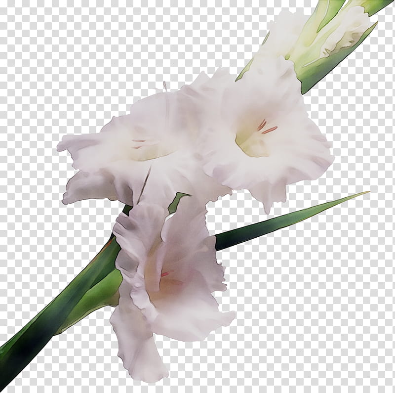 Bird Of Paradise, Gladiolus, Flower, Nizhnevartovsk, Cut Flowers, Shop, Online Shopping, Freesia transparent background PNG clipart