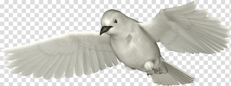 Doves, white pigeon transparent background PNG clipart