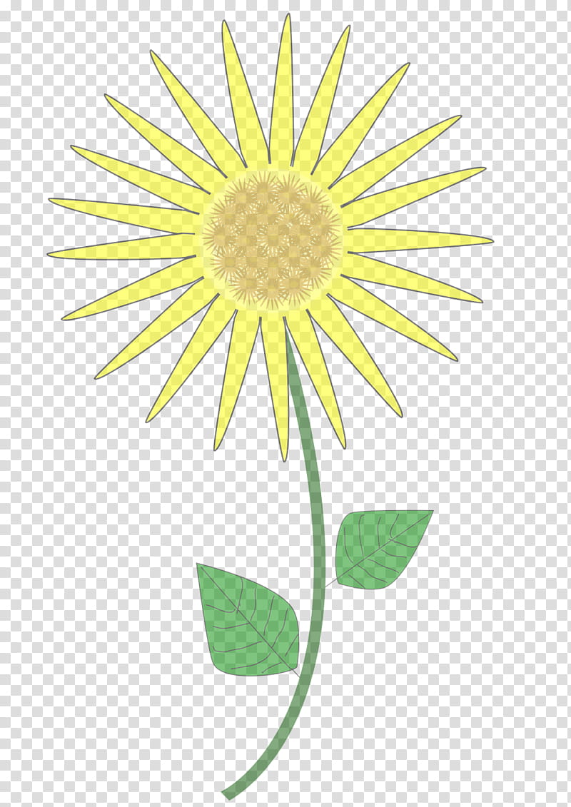 Sunflower, Yellow, Chamomile, Plant, Camomile, Mayweed transparent background PNG clipart