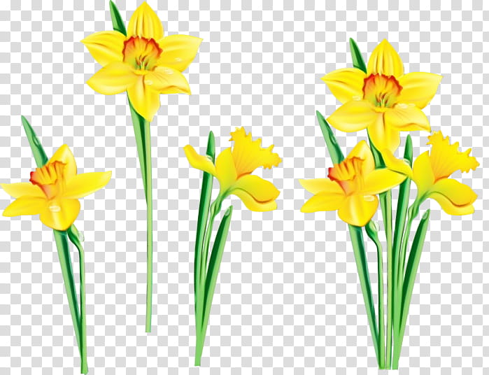 Flowers, Cut Flowers, Plant Stem, Narcissus, Yellow, Petal, Plants, Amaryllis Family transparent background PNG clipart