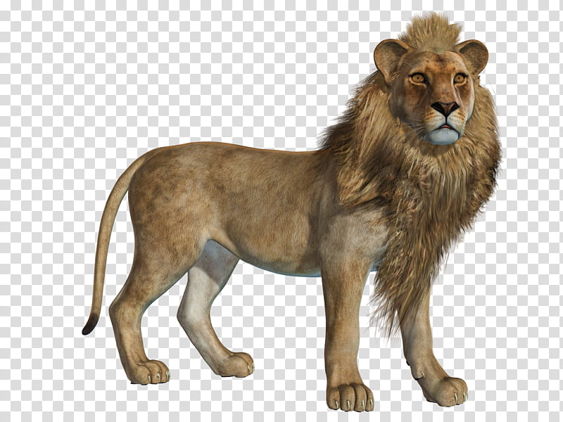 Lion , illustration of lino transparent background PNG clipart