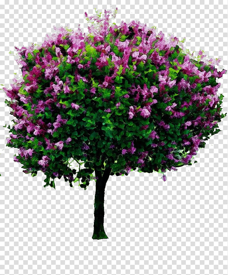 Tree Transparency Common lilac Shrub Syringa meyeri, Watercolor, Paint, Wet Ink, Pruning, Bougainvillea, Landscape, Plant transparent background PNG clipart