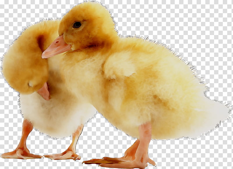 Duck, American Pekin, Chicken, Linkedin, Feed Conversion Ratio, Professional Network Service, Beslenme, User Profile transparent background PNG clipart