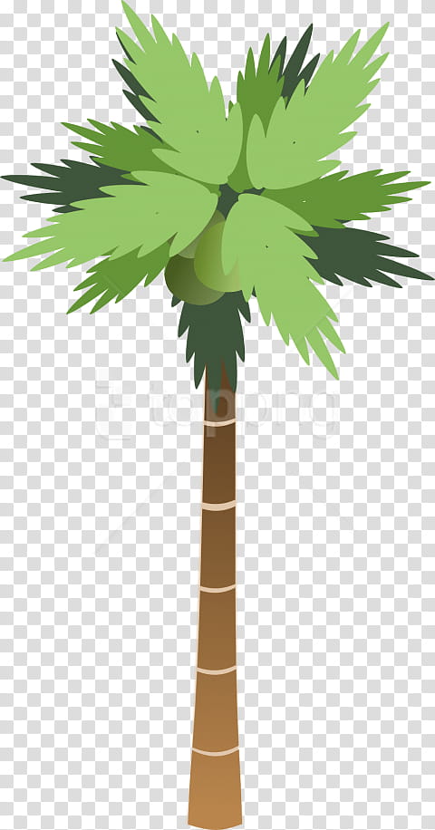 Coconut Tree Drawing, Palm Trees, Cartoon, Silhouette, Leaf, Desert Palm, Plant, Woody Plant transparent background PNG clipart