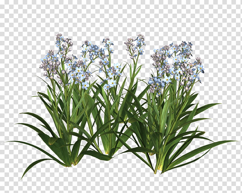 Leaves and flowers , blue flowering green plant transparent background PNG clipart
