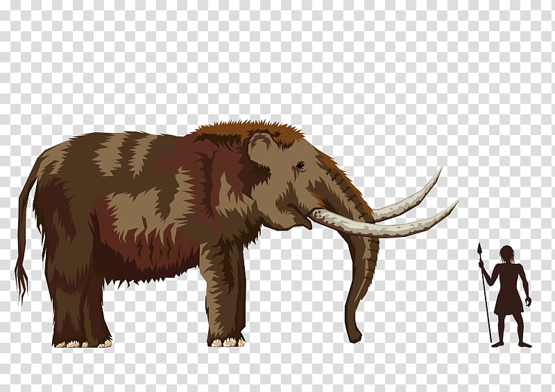 Indian Elephant, Mastodon, Woolly Mammoth, Mastodon Mystery, Megafauna, Drawing, Exercise, African Elephant transparent background PNG clipart