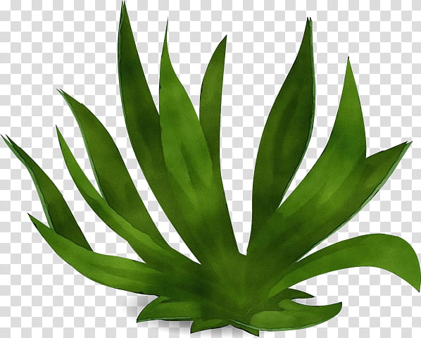 Aloe Vera Leaf, Watercolor, Paint, Wet Ink, Agave Tequilana, Agave Azul, Plant Stem, Plants transparent background PNG clipart