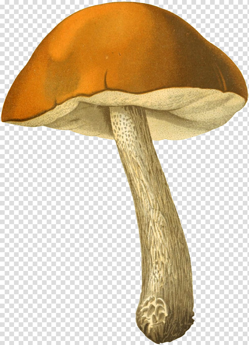 Honey, Mushroom, Edible Mushroom, Fungus, Matsutake, Pleurotus Ostreatus, Common Mushroom, Cantharellus Cibarius transparent background PNG clipart