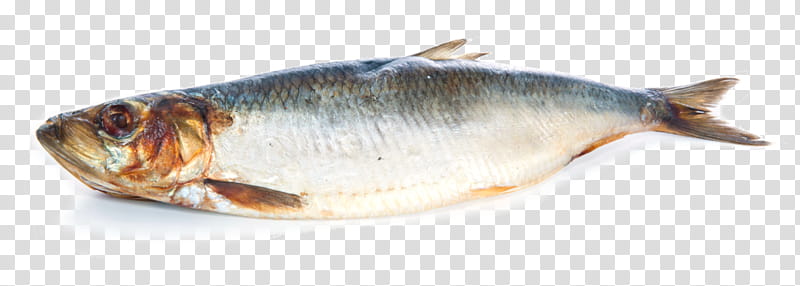 Fish, Kipper, Herring, Atlantic Herring, Sardine, Common Whitefish, Oily Fish, Fish Products transparent background PNG clipart
