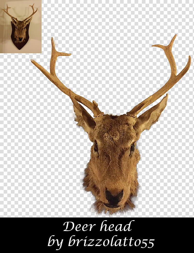 Deer head, deer head mount transparent background PNG clipart
