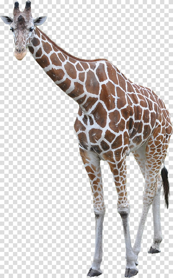 Lion, Northern Giraffe, South African Giraffe, Giraffids, Giraffidae, Wildlife, Animal Figure, Snout transparent background PNG clipart