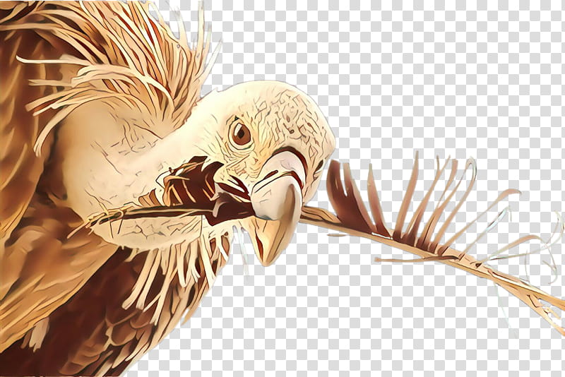 Feather, Beak, Bird, Vulture, Wing, Bird Of Prey, Andean Condor transparent background PNG clipart