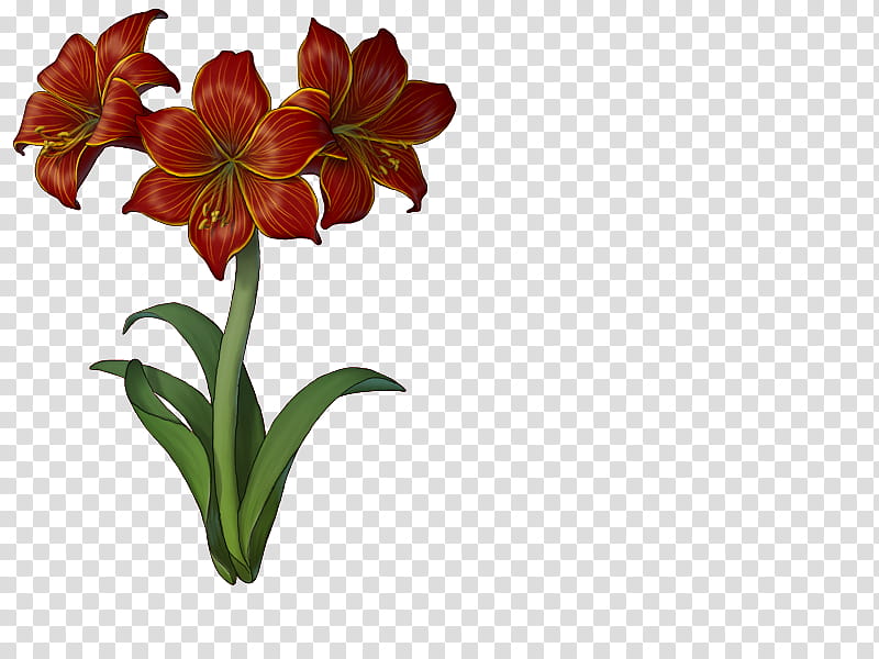 Drawing Of Family, Jersey Lily, Flower, Cut Flowers, Amaryllis, Plants, Plant Stem, Petal transparent background PNG clipart