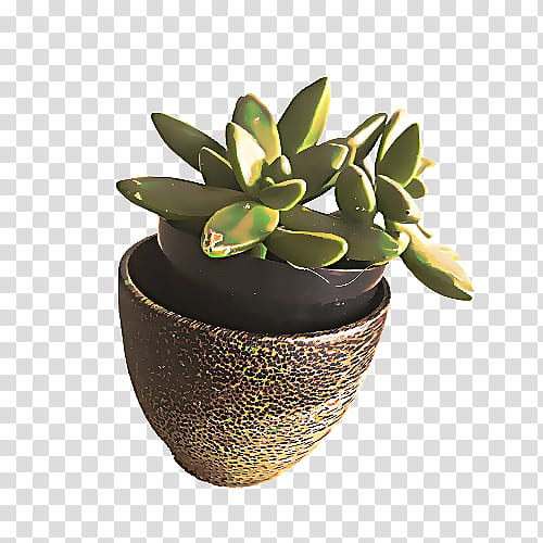 Flower Vase, Houseplant, Flowerpot, Echeveria, Succulent Plant, Jade Flower, Stonecrop Family transparent background PNG clipart