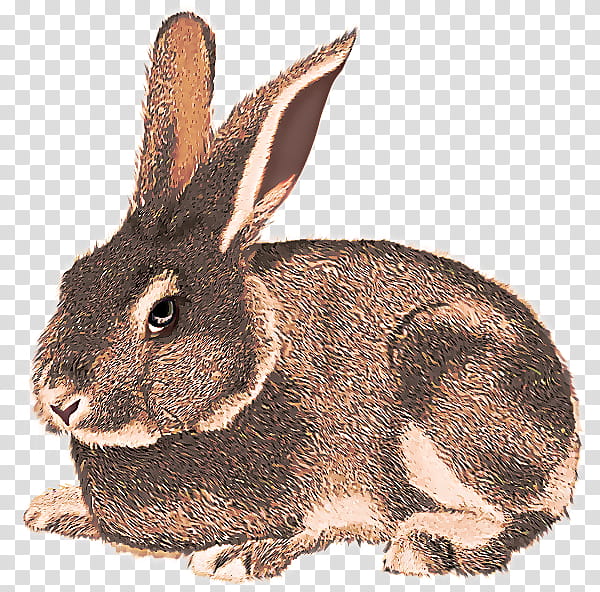 rabbit domestic rabbit mountain cottontail rabbits and hares hare, Wood Rabbit, Snowshoe Hare, Lower Keys Marsh Rabbit, Snout transparent background PNG clipart