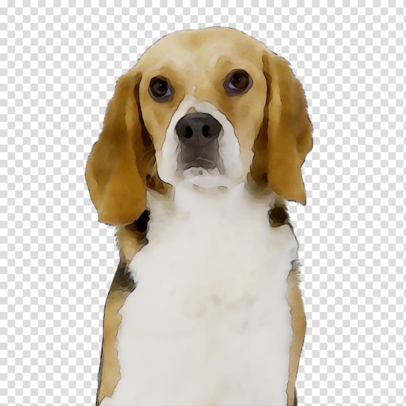 Cartoon Dog, Beagle, Harrier, English Foxhound, Beagleharrier, Finnish Hound, Pocket Beagle, Puppy transparent background PNG clipart