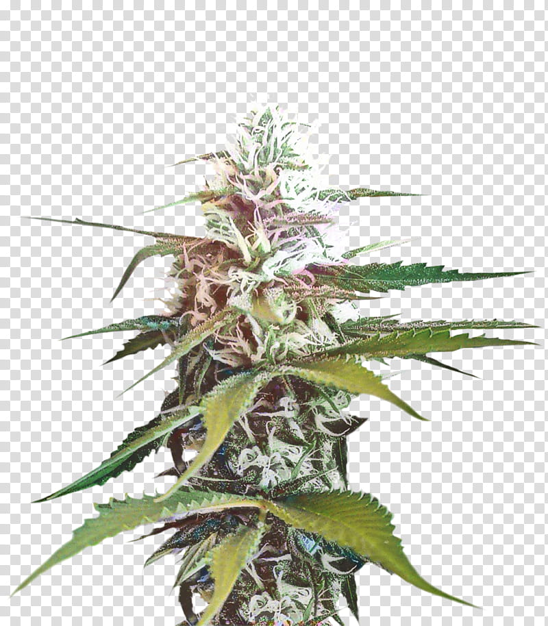Cannabis Leaf, Plant, Flower, Houseplant, Hemp Family, Terrestrial Plant, Rose Order transparent background PNG clipart