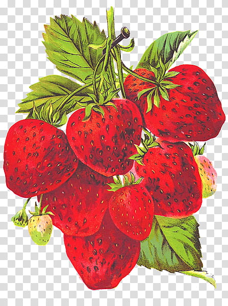 Fruits s, red strawberries illustration transparent background PNG clipart