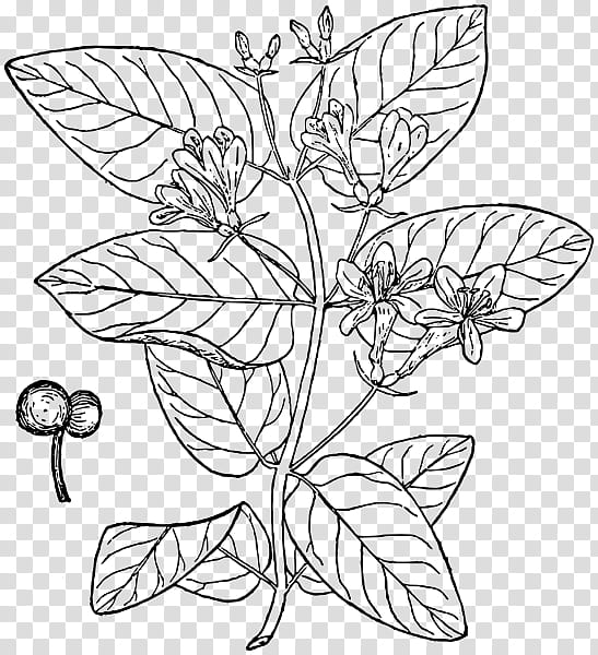 Drawing Of Family, Tatarian Honeysuckle, Shrub, Diagram, Plants, Deciduous, Ornamental Plant, Silverberry transparent background PNG clipart