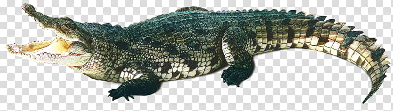 Picsart, Crocodile, Drawing, Crocodiles, Chinese Alligator, Alligators, Reptile, Fish transparent background PNG clipart