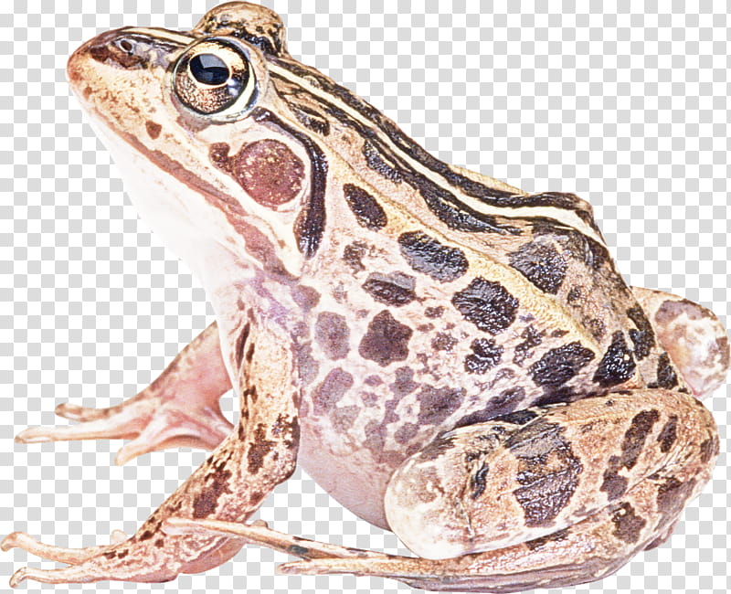frog true frog toad bullfrog northern leopard frog, True Toad, Bufo, Wood Frog, Anaxyrus transparent background PNG clipart