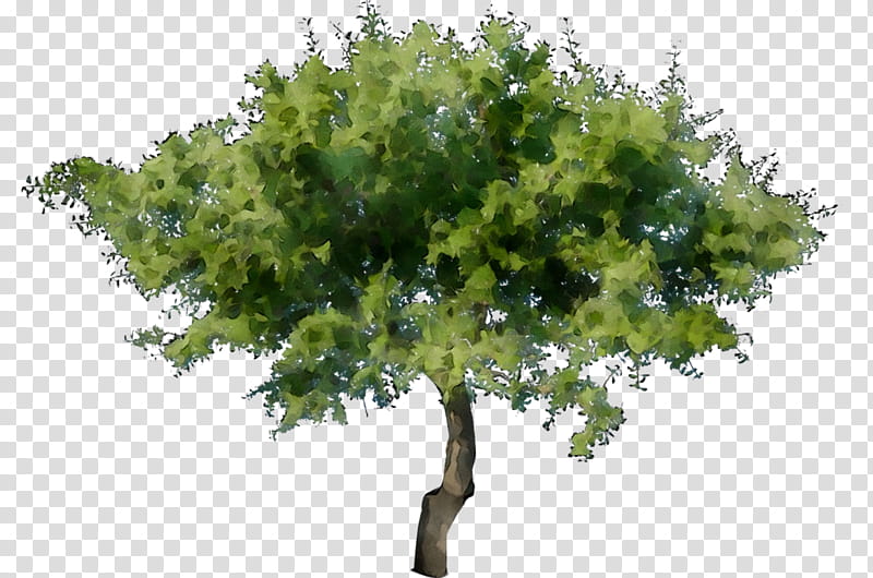 Oak Tree Leaf, Plant, Woody Plant, Flower, Plane, Grass, California Live Oak, Branch transparent background PNG clipart