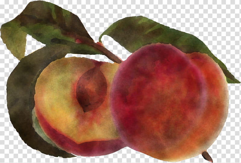 european plum fruit peach plant food, Star Apple, Tree, Leaf, Nectarines, Mabolo, Accessory Fruit, Pluot transparent background PNG clipart