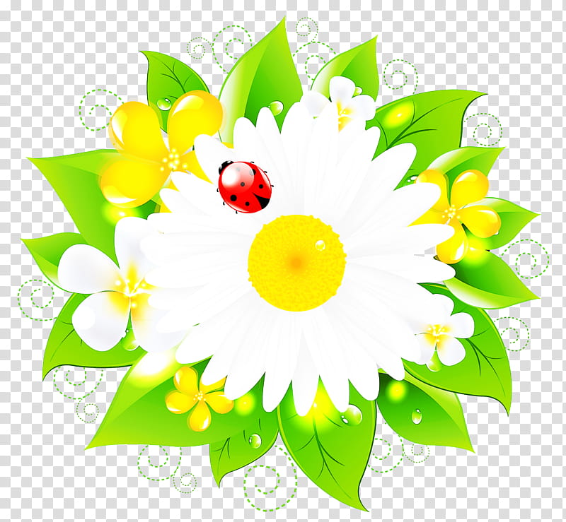 flower yellow petal plant close-up, Closeup, Camomile transparent background PNG clipart