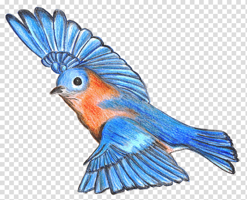 Flying Bird, Drawing, Mountain Bluebird, Bluebird Of Happiness, Lovebird, Eastern Bluebird, Macaw, Feather transparent background PNG clipart