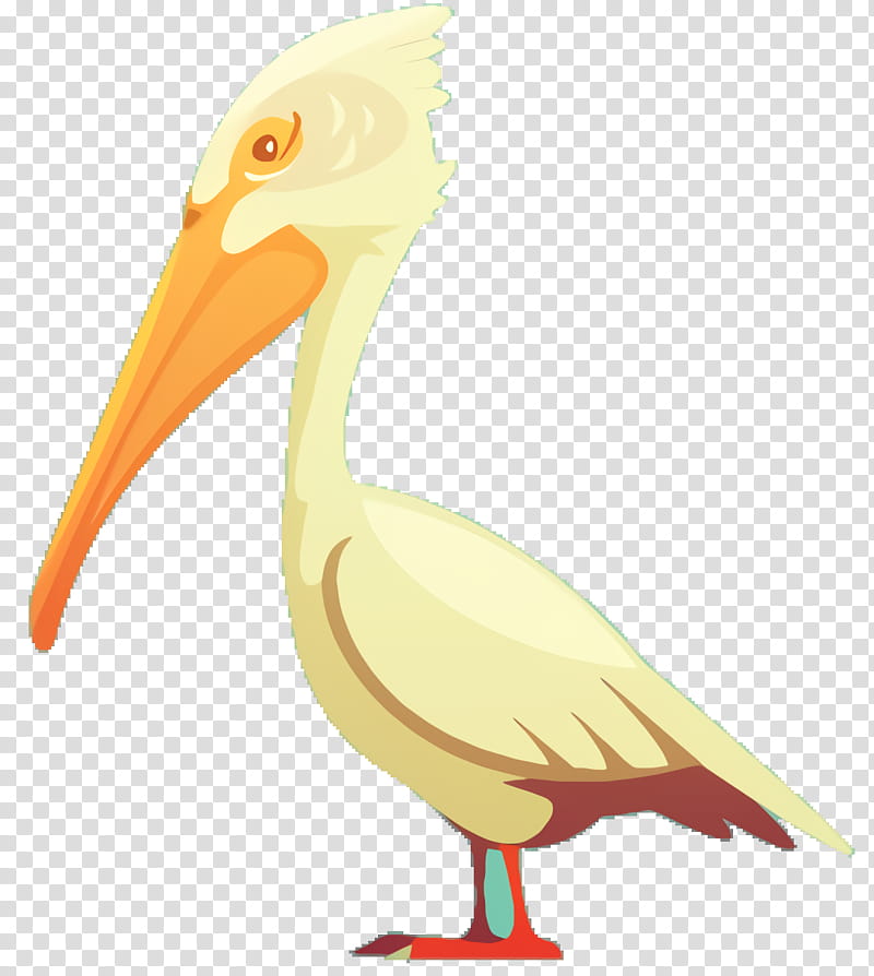 Bird, Pelican, Swans, Goose, Water Bird, Beak, Ducks, White Pelican transparent background PNG clipart