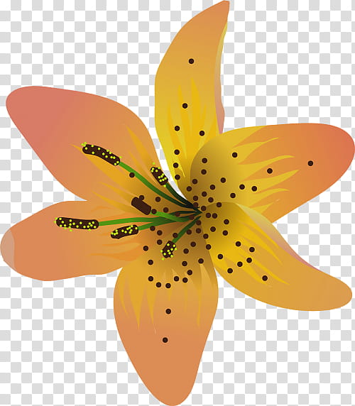 Lily Flower, Painting, Petal, Plant, Orange, Yellow Canada Lily, Tiger Lily, Lily Family transparent background PNG clipart