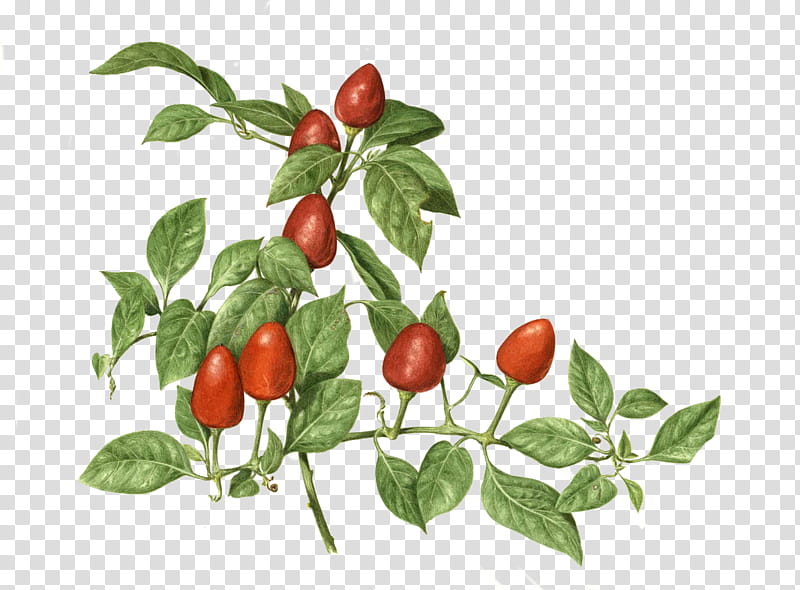 red chili transparent background PNG clipart