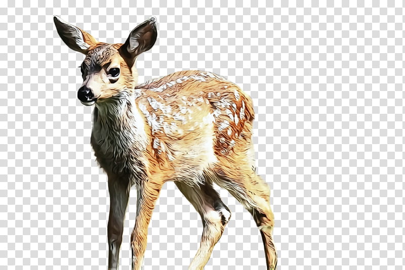 deer wildlife roe deer terrestrial animal musk deer, Watercolor, Paint, Wet Ink, Fawn, Hunting Decoy transparent background PNG clipart